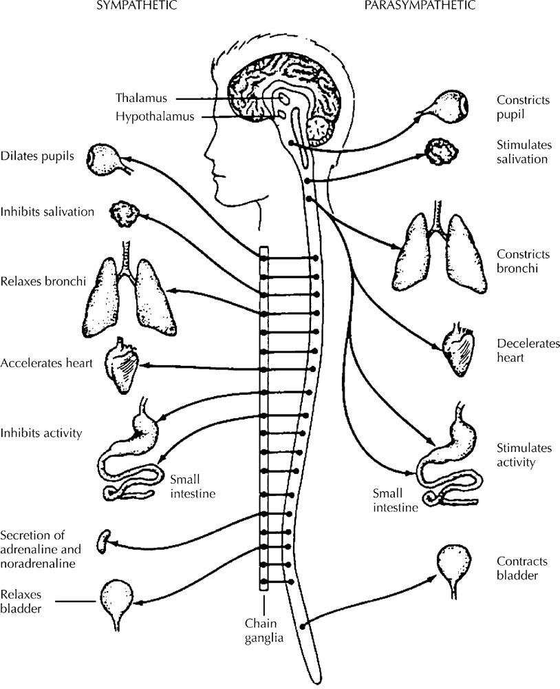 Nervous System Coloring Page Coloring Nervous System 814x1000 Nervous System Coloring Page Coloring Nervous System