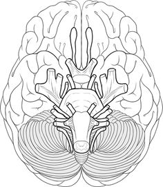 Human Brain Coloring Page Of Cranial Nerves 236x270 Human Brain Coloring Page Of Cranial Nerves