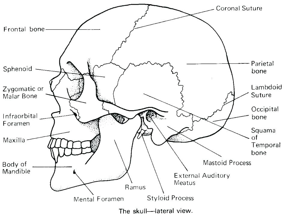 Anatomy Coloring Pages Brain Anatomy Coloring Pages Human Coloring 945x719 Anatomy Coloring Pages Brain Anatomy Coloring Pages Human Coloring