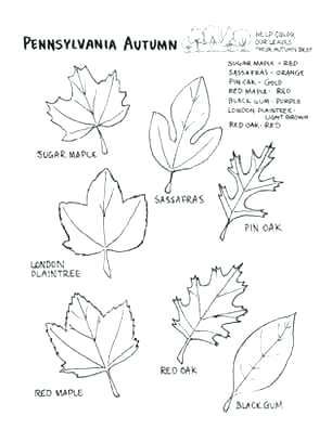 Coloring Pages Coloring Pages Click On An Image To View And Print 306x396 Coloring Pages Coloring Pages Click On An Image To View And Print