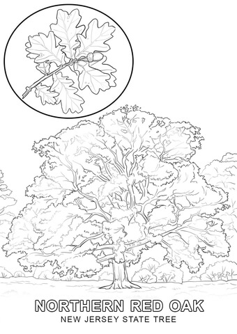 New Jersey State Tree Coloring Page Cub Scout Activities 340x480 New Jersey State Tree Coloring Page Cub Scout Activities