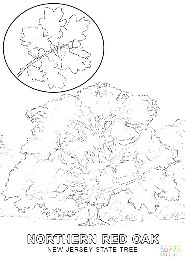 Autumn Tree Coloring Page Fall Tree Coloring Page Click The New 618x872 Autumn Tree Coloring Page Fall Tree Coloring Page Click The New