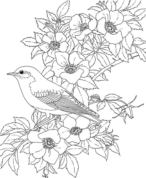 591x720 New York Bluebird Coloring Page Purple Kitty Drawings