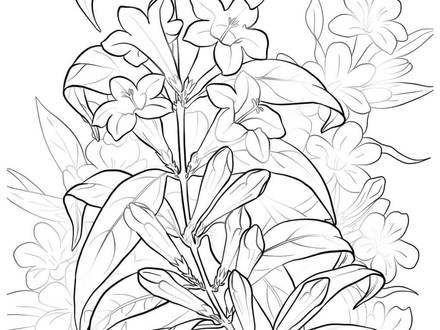 440x330 New York State Flag Coloring Page Book Covers, New York State