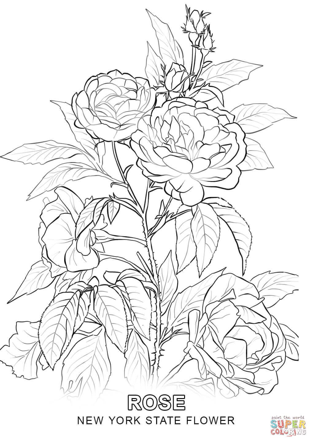 1020x1440 New York State Flower Coloring Page.jpg Kolorowanki
