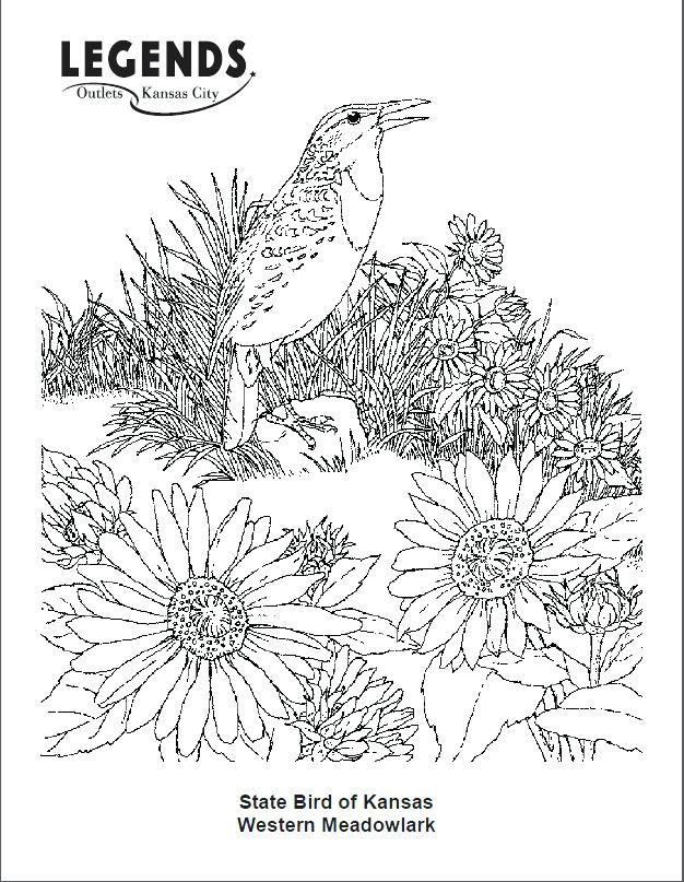 New York State Flag Coloring Page Western Meadowlark Coloring 626x807 New York State Flag Coloring Page Western Meadowlark Coloring