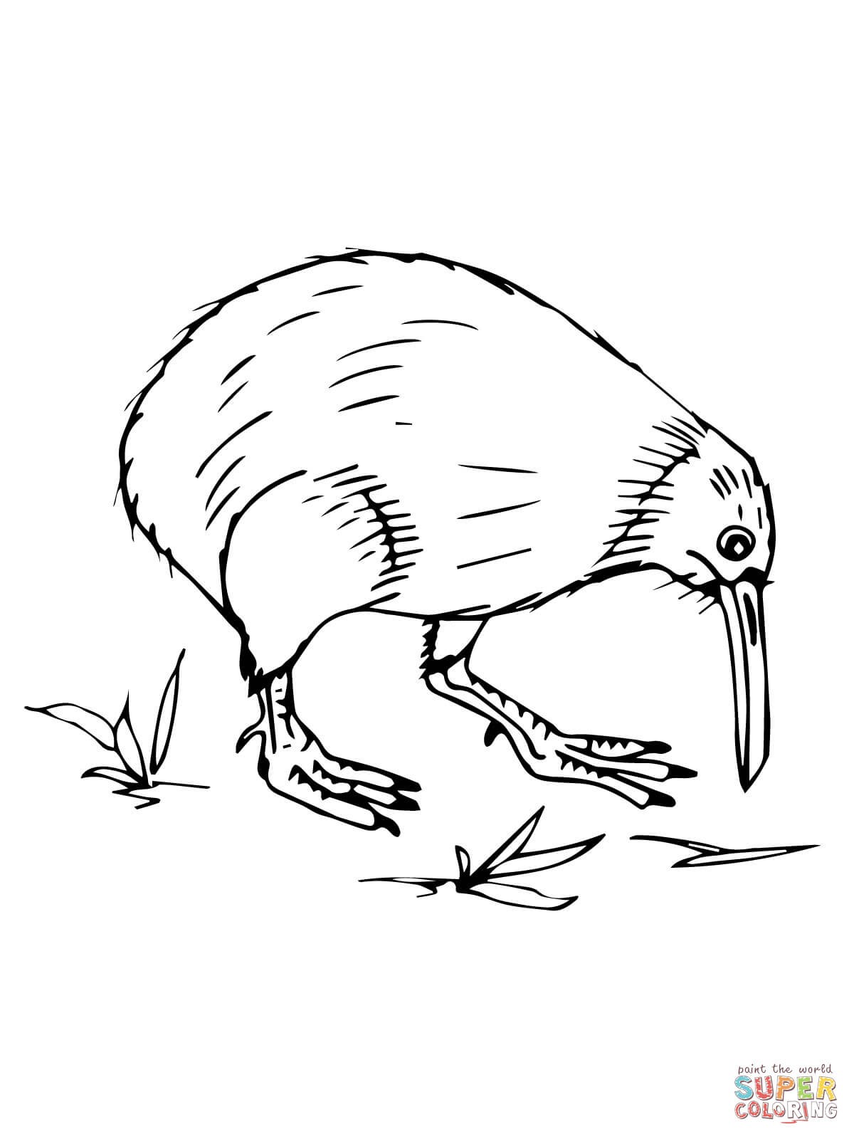 Kiwi Animal Coloring Pages Free Draw To Color 1200x1600 Kiwi Animal Coloring Pages Free Draw To Color