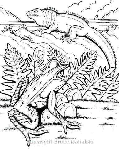 New Zealand Coloring Pages Animal Coloring Pages New Zealand 387x480 New Zealand Coloring Pages Animal Coloring Pages New Zealand