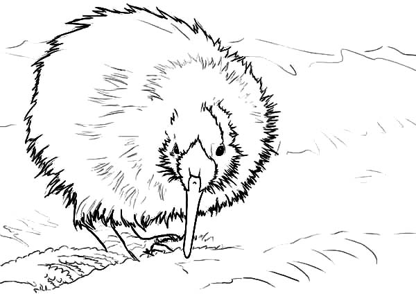 New Zealand Kiwi Bird Coloring Pages 600x424 New Zealand Kiwi Bird Coloring Pages