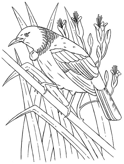 New Zealand Tui Bird Coloring Picture 493x652 New Zealand Tui Bird Coloring Picture