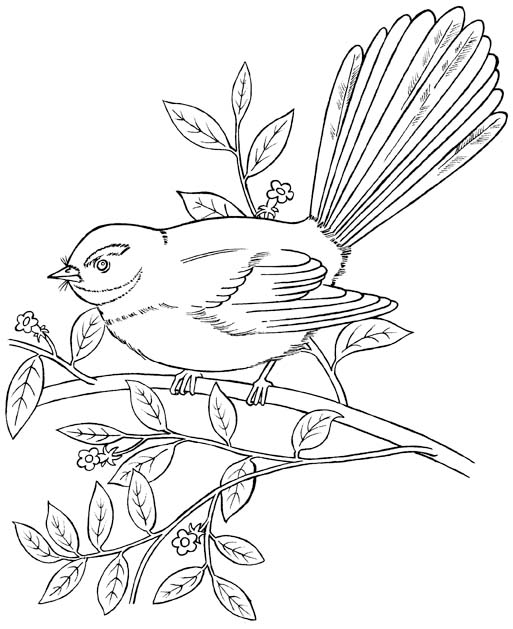 New Zealand Native Fantail Forest And Park Bird Coloring Picture 513x629 New Zealand Native Fantail Forest And Park Bird Coloring Picture