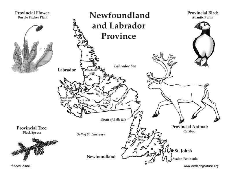 Newfoundland Coloring Sheets Kelly Madison Blog 792x612 Newfoundland Coloring Sheets Kelly Madison Blog
