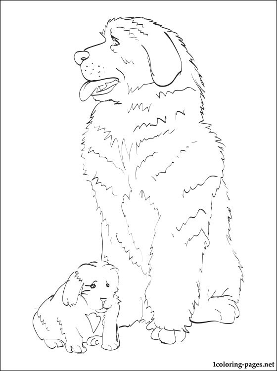 Newfoundland Coloring Page Coloring Pages 560x750 Newfoundland Coloring Page Coloring Pages