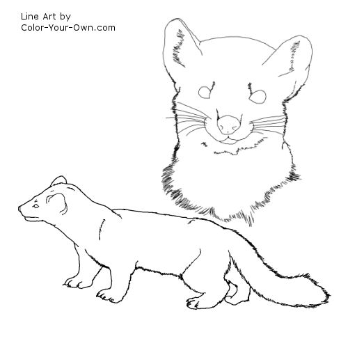 Pine Marten.jpg 500x500 Pine Marten.jpg