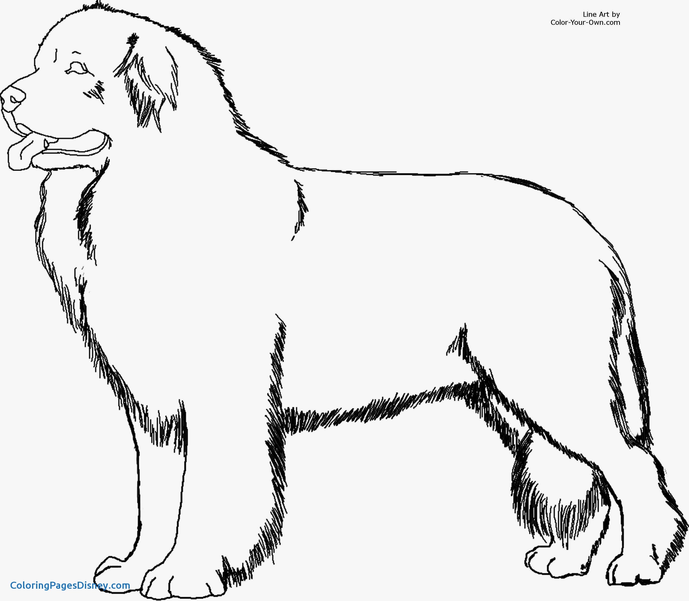 Dogs Coloring Pages Luxury Newfoundland Dogs Coloring Pages 2751x2400 Dogs Coloring Pages Luxury Newfoundland Dogs Coloring Pages