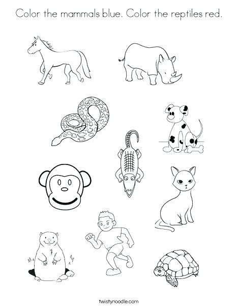 Amphibian Coloring Pages Newt Coloring Page Newt Amphibian Animals 468x605 Amphibian Coloring Pages Newt Coloring Page Newt Amphibian Animals