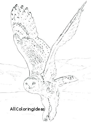 Newt Coloring Page Reptiles Coloring Pages Newt Coloring Page 360x480 Newt Coloring Page Reptiles Coloring Pages Newt Coloring Page