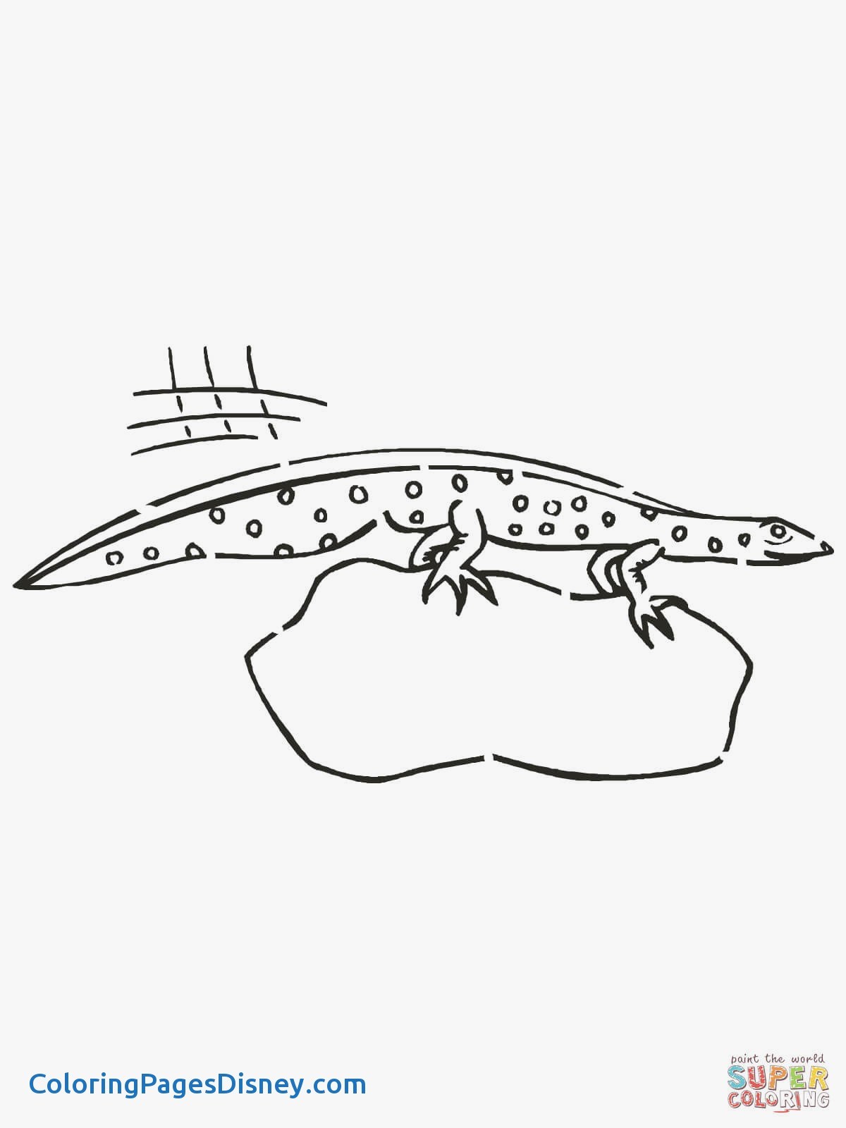 Newt Coloring Pages Awesome Newt Amphibian Coloring Page 1200x1600 Newt Coloring Pages Awesome Newt Amphibian Coloring Page