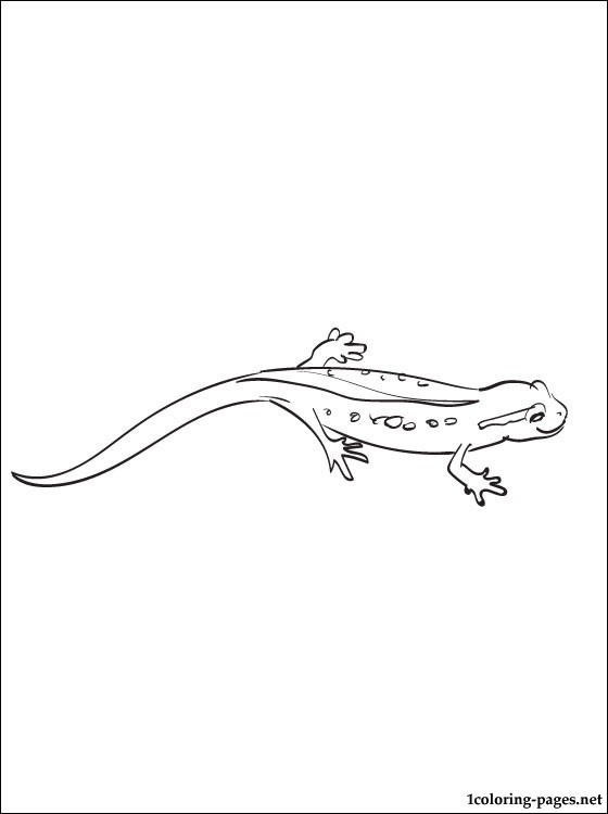 Newt Coloring Page To Print Out Coloring Pages 560x750 Newt Coloring Page To Print Out Coloring Pages