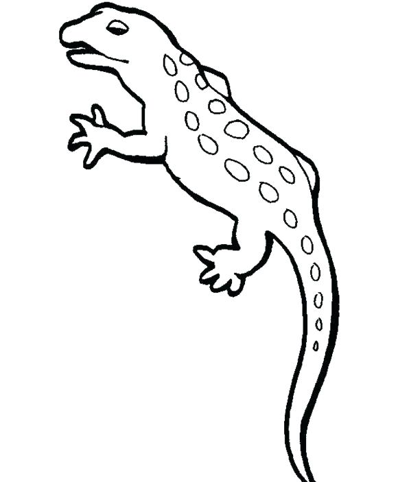 Newt Coloring Page Jgheraghty.site 580x703 Newt Coloring Page Jgheraghty.site