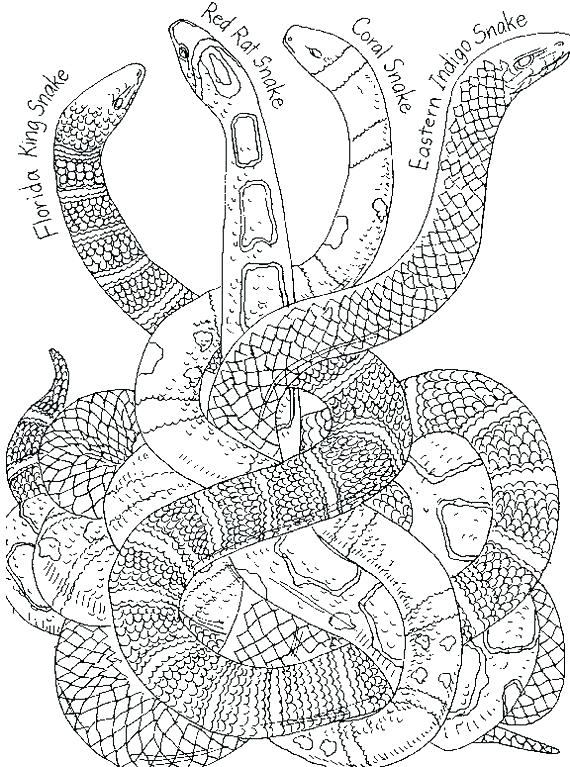 570x767 Snake Coloring Pages Snake Color Page Alligator Coloring Page