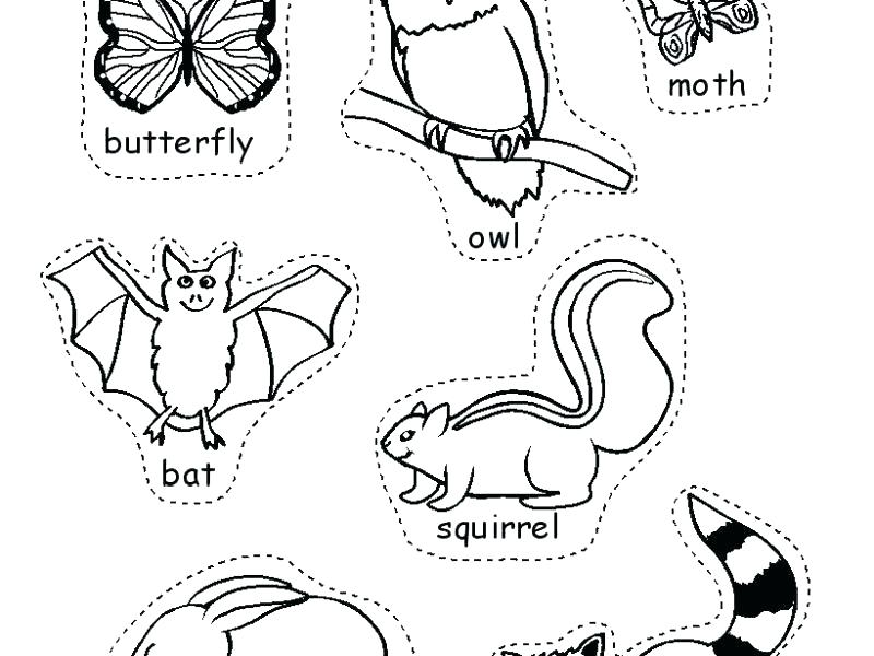 Hibernation Coloring Pages Nocturnal Animals Coloring Pages 800x600 Hibernation Coloring Pages Nocturnal Animals Coloring Pages
