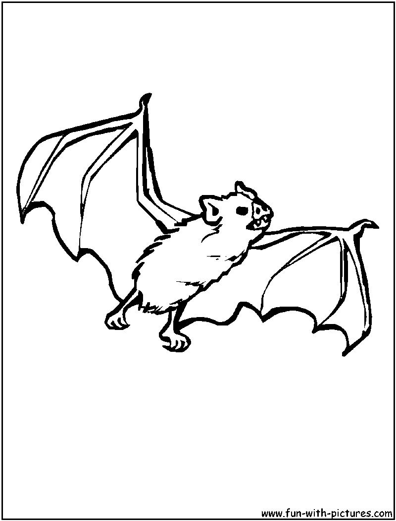 Nocturnal Animals Printable Coloring Pages More Animals Coloring 800x1050 Nocturnal Animals Printable Coloring Pages More Animals Coloring