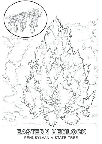 340x480 Pennsylvania Coloring Pages Coloring Pages State Flag Coloring