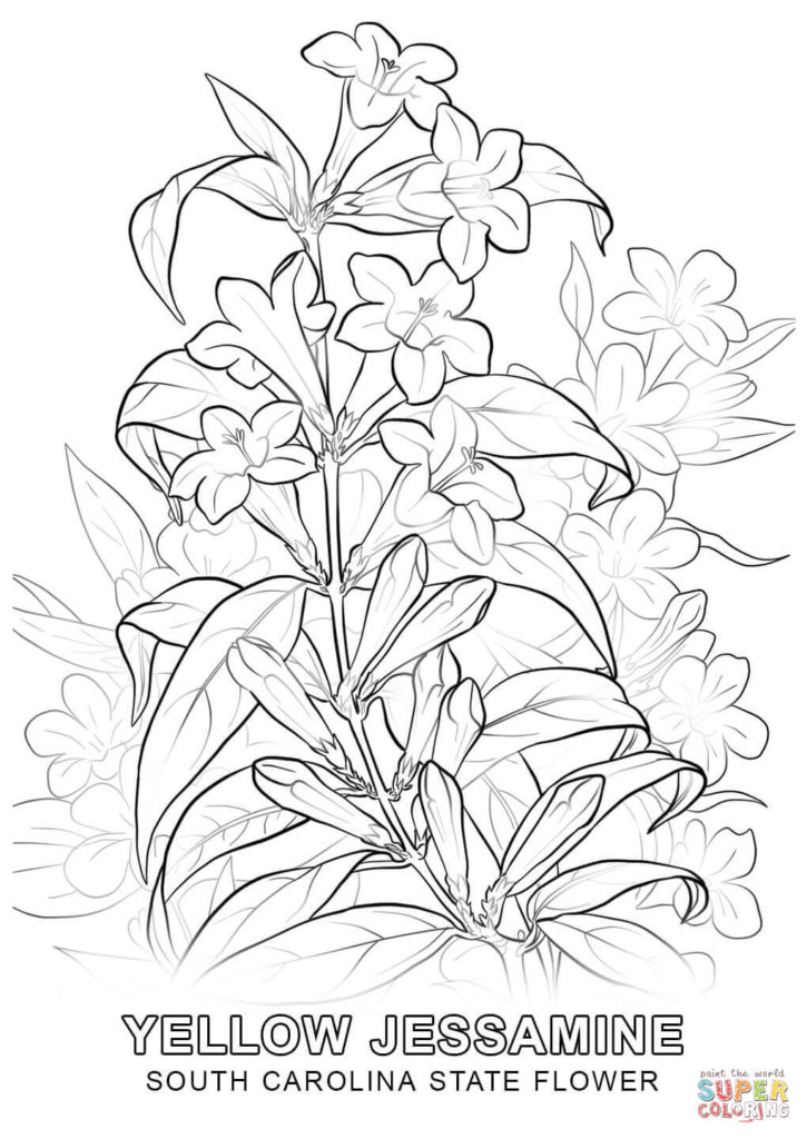 725x1024 South Carolina State Flower Coloring Page Free Printable
