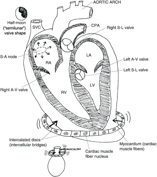 Circulatory System Coloring Page Circulatory System Coloring Page 523x589 Circulatory System Coloring Page Circulatory System Coloring Page