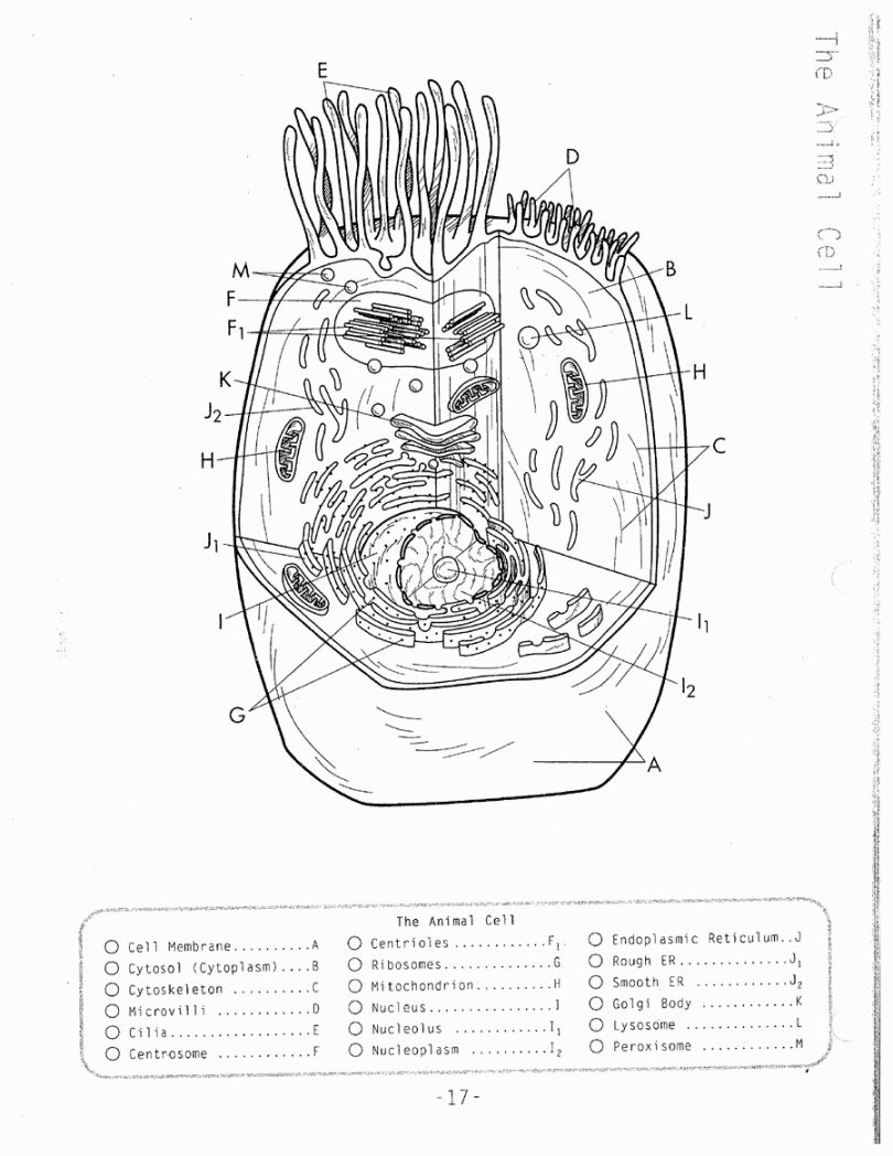 Plant Cell Coloring Page 810x1048 Plant Cell Coloring Page