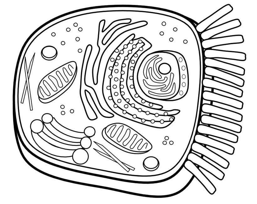 Plant Cell Coloring Page Inspirational Animal Cell Diagram 820x650 Plant Cell Coloring Page Inspirational Animal Cell Diagram