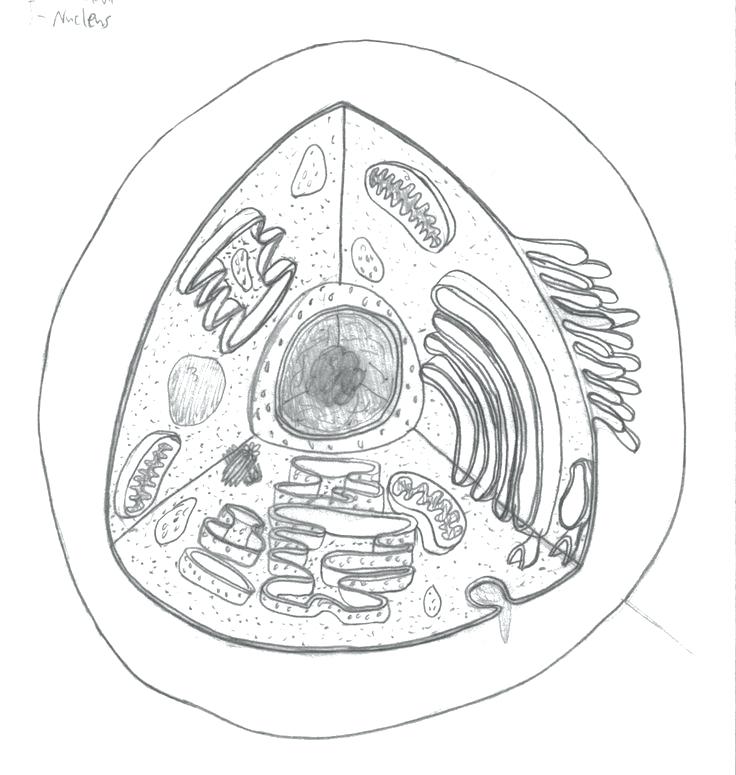 Amusing Human Cell Coloring Page Anatomy And Physiology Coloring 736x775 Amusing Human Cell Coloring Page Anatomy And Physiology Coloring