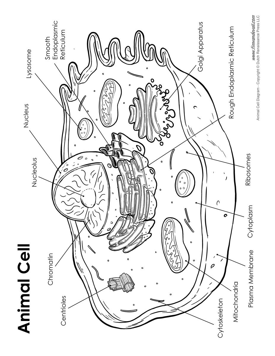 Awesome Draw And Label The Plant Animal Cell Coloring Page Lively 927x1200 Awesome Draw And Label The Plant Animal Cell Coloring Page Lively