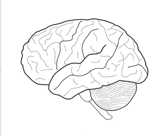 Brain Anatomy Colouring Book Brain Anatomy Coloring Pages Science 678x568 Brain Anatomy Colouring Book Brain Anatomy Coloring Pages Science