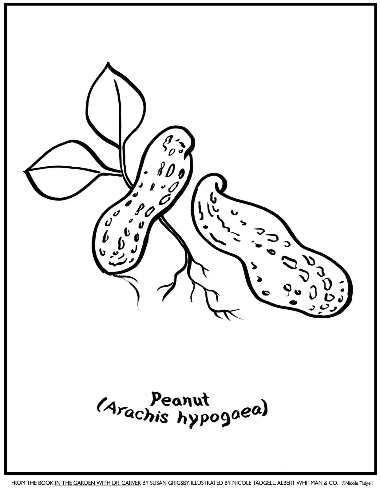 1236x1600 N Is For Nut! [Coloring Page] Childrens Learning Ideas
