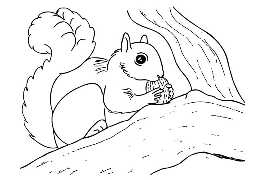 842x595 Top 15 Wonderful Squirrel Coloring Pages For Toddlers