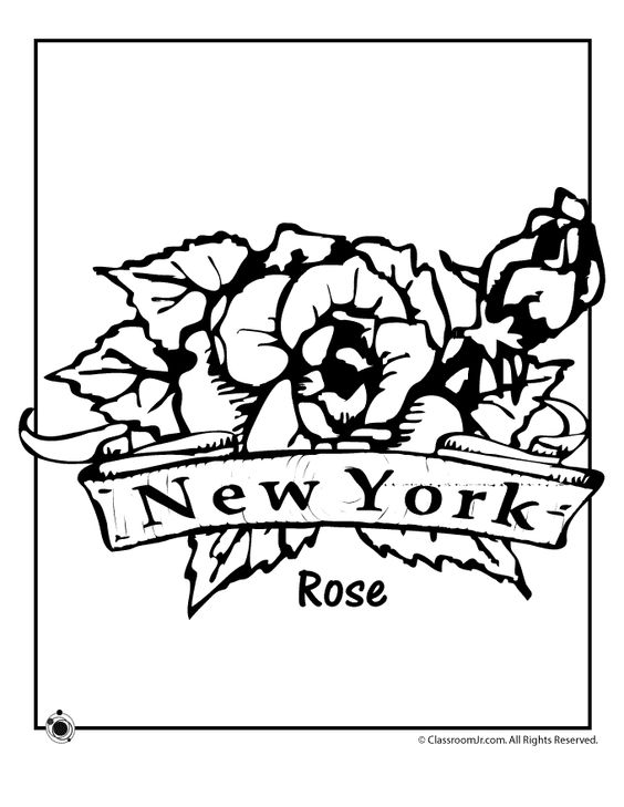 564x729 34 New York State Flower Coloring Page, 50 State Flowers Coloring