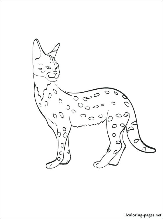 Nyan Cat Coloring Pages Nyan Cat Coloring Page 560x750 Nyan Cat Coloring Pages Nyan Cat Coloring Page