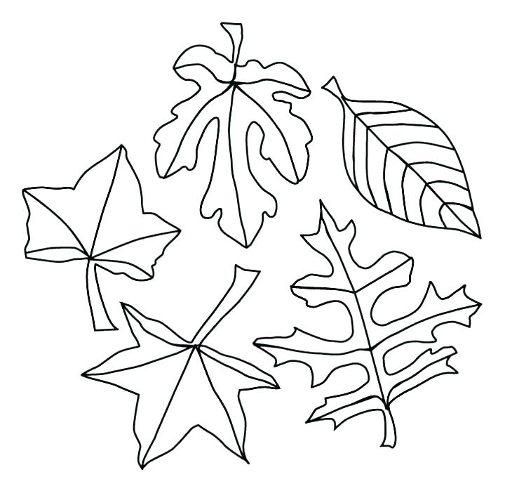 Fall Leaf Coloring Pages Oak Leaf Coloring Page Big Leaves 720x699 Fall Leaf Coloring Pages Oak Leaf Coloring Page Big Leaves