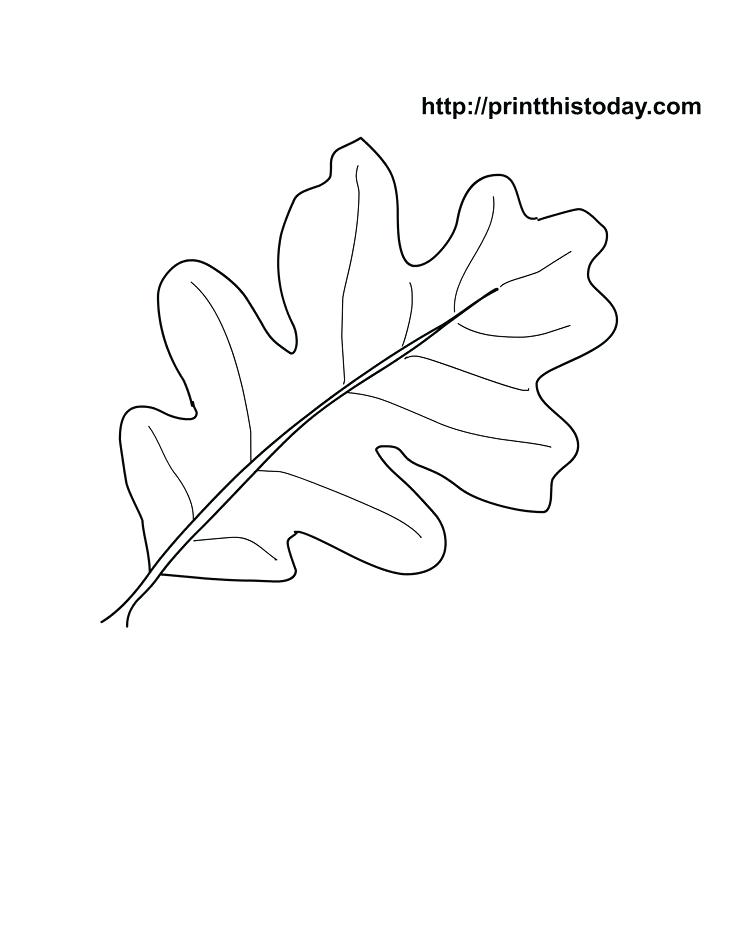 Oak Leaf Coloring Page Oak Leaf Stencil Printable Oak Leaf 736x952 Oak Leaf Coloring Page Oak Leaf Stencil Printable Oak Leaf