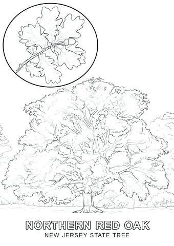 Oak Tree Coloring Page New Jersey State Tree Coloring Page Red Oak 340x480 Oak Tree Coloring Page New Jersey State Tree Coloring Page Red Oak