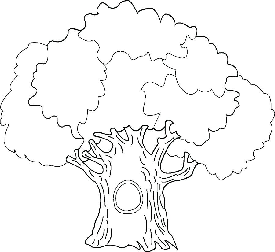Oak Tree Coloring Pages Coloring Page Of A Tree White Oak Tree 900x824 Oak Tree Coloring Pages Coloring Page Of A Tree White Oak Tree