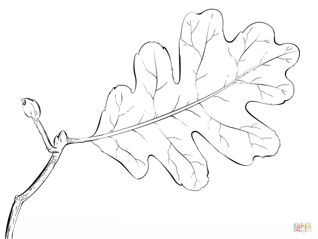 Oak Tree Leaf Coloring Page Free Printable Pages Within Acpra 1026x772 Oak Tree Leaf Coloring Page Free Printable Pages Within Acpra