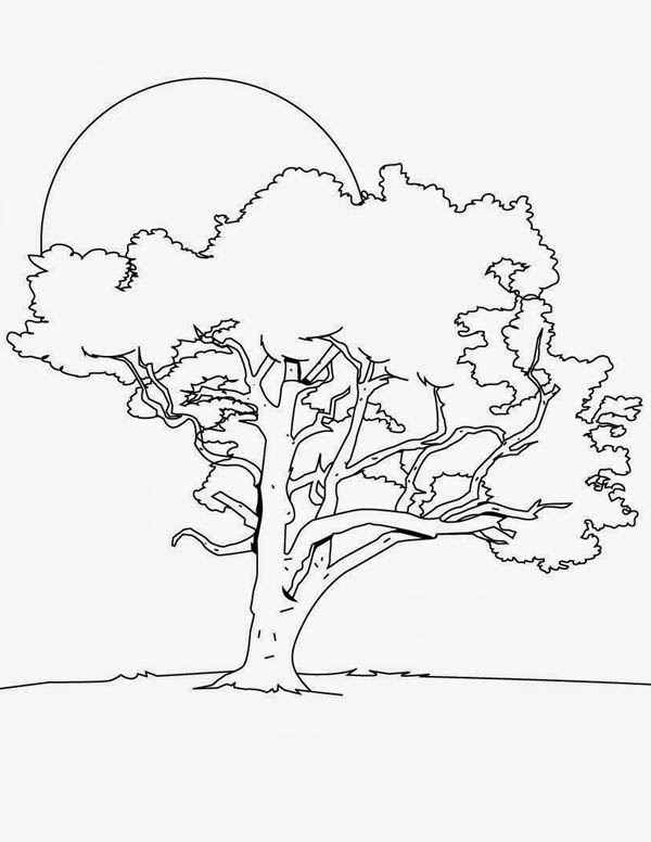 Oak Tree In The Night Coloring Page Color Luna 600x776 Oak Tree In The Night Coloring Page Color Luna