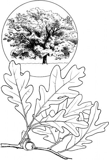 Oak Leave And Oak Tree Coloring Page Downloads And Sketches 359x525 Oak Leave And Oak Tree Coloring Page Downloads And Sketches