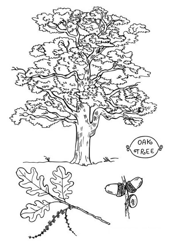 Picture Of An Oak Tree Coloring Page Color Luna 600x848 Picture Of An Oak Tree Coloring Page Color Luna