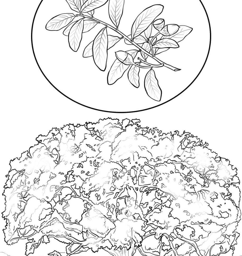 The Best White Oak Coloring Page Printable Blossoms Pic For Flower 1020x1080 The Best White Oak Coloring Page Printable Blossoms Pic For Flower