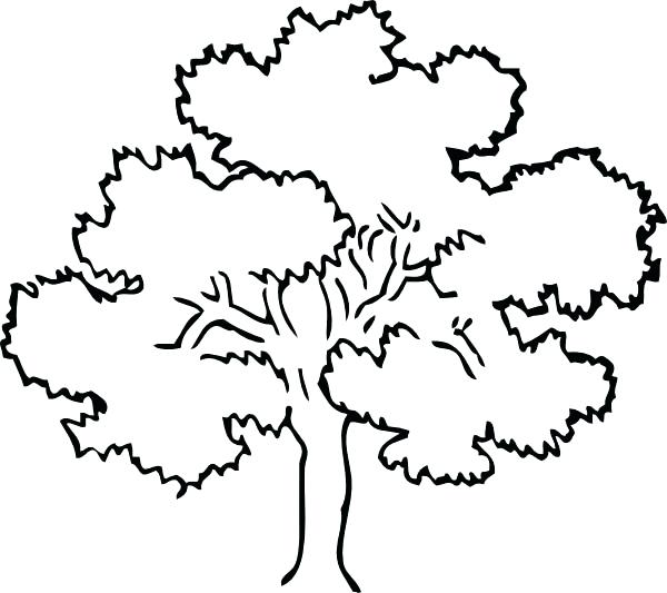 Tree Coloring Pages Tree Color Page Oak Tree Coloring Page 600x533 Tree Coloring Pages Tree Color Page Oak Tree Coloring Page