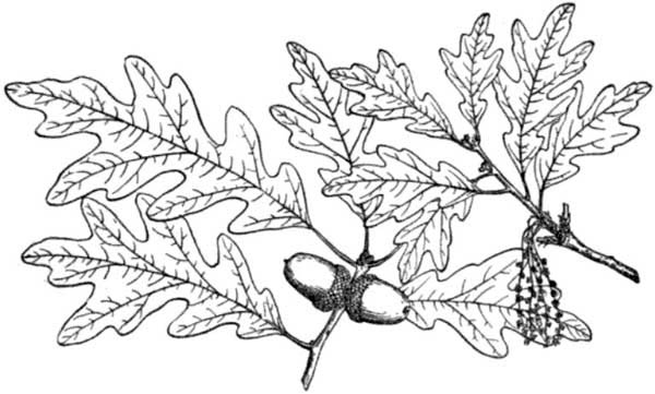 White Oak Tree Leaves Coloring Page Color Luna 600x361 White Oak Tree Leaves Coloring Page Color Luna